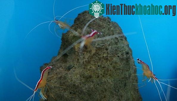 Công việc "kỳ lạ" của loài tôm bác sĩ ảnh 3
