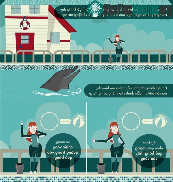 Cá heo thông minh đến mức nào? ảnh 3
