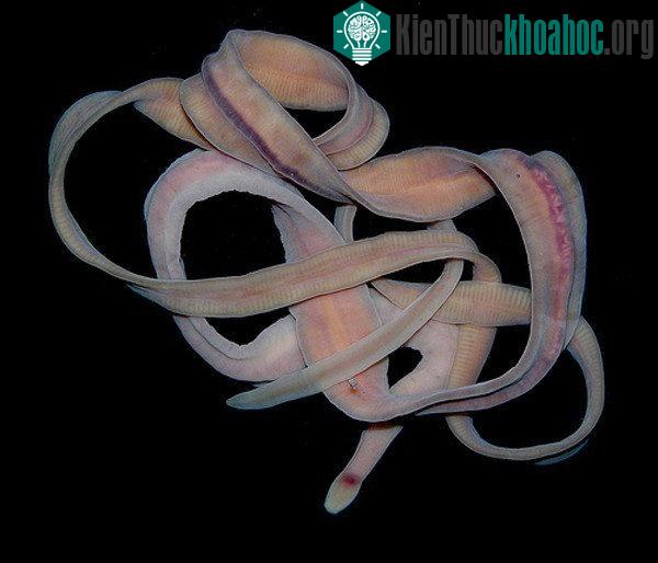 Kinh ngạc với sinh vật kỳ lạ biết phun mạng nhện và có vòi