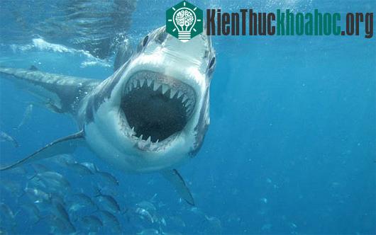 Chuyện chưa biết về "quái vật trắng" ở đại dương