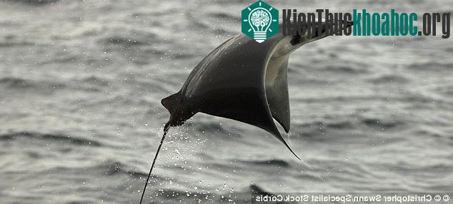 Bơi cùng hàng ngàn con cá đuối độc ảnh 3