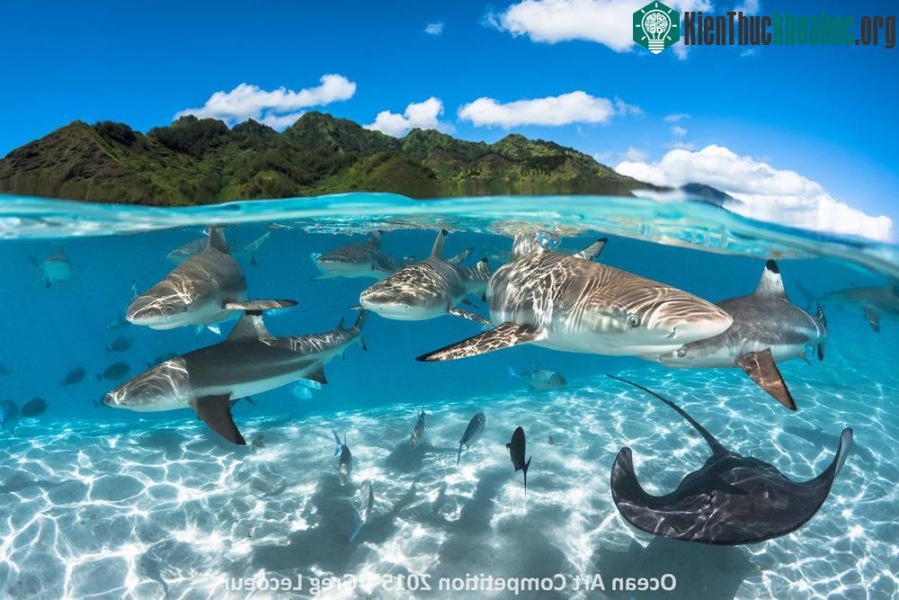 Cá mập đầu đen và cá đuối đang tập hợp thành từng bầy ở vùng nước Moorea, French Polynesia.