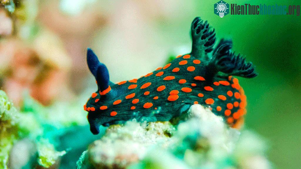 Sên biển Nudibranch.