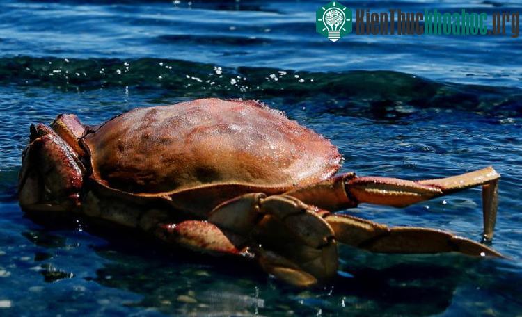 Mùa đông là mùa đánh bắt cua đá Dungeness ở ngoài khơi bãi biển của California.