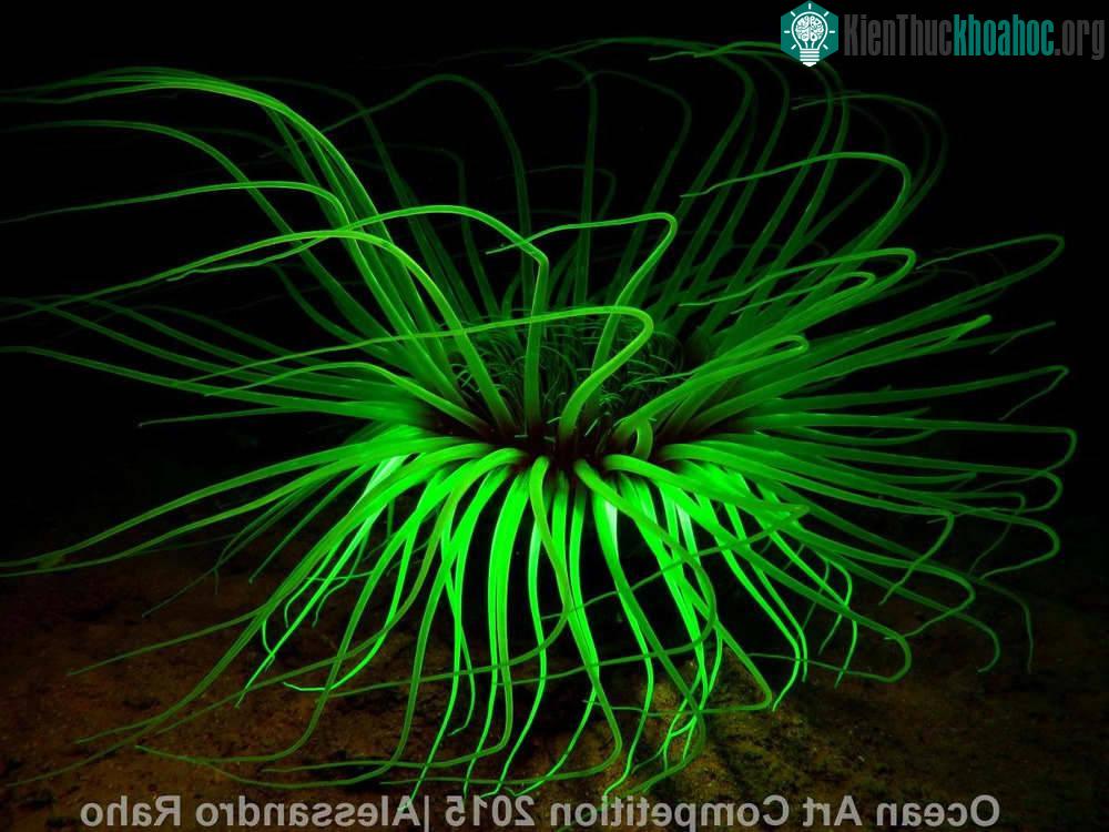Một con hải quỳ ống phát quang của vùng Cerianthus, Noli, Ý.