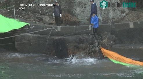 Hàng ngàn chú cá heo bị lùa vào một vịnh nhỏ khép kín.