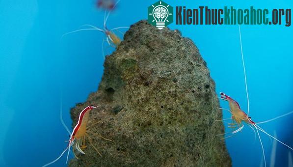 Công việc "kỳ lạ" của loài tôm bác sĩ ảnh 4