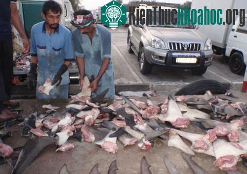 Sau khi đánh bắt, vây cá mập được cắt bỏ. Phần vây và phần thịt được bán riêng. Vây cá mập được sử dụng để nấu một món ăn khá phổ biến trong văn hóa truyền thống Trung Quốc là súp vây.