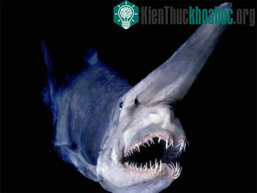 7 sinh vật kỳ quái nhất đại dương