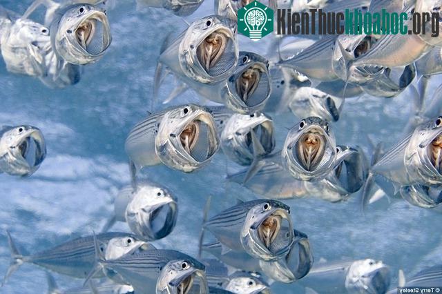 Loài cá bạc má Indian Mackerel vốn là một sinh vật không đẹp đẽ gì cho cam, nhưng qua ống kính kỳ diệu của Steeley đã trở nên tuyệt đẹp và sống động. Đây cũng chính là bức ảnh đem lại chức quán quâ...