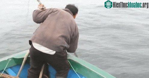 Các ngư dân sử dụng lao móc, xiên vào xương sống của cá heo...