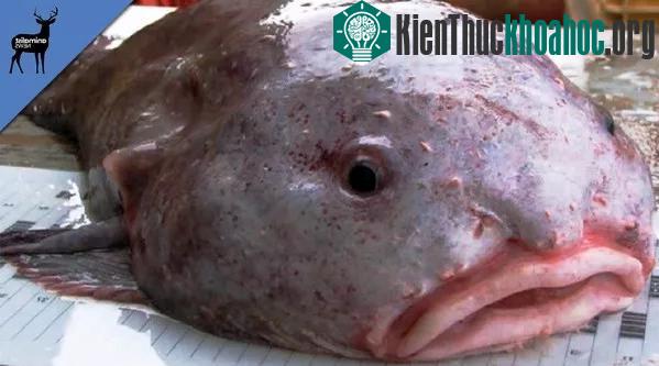 Loài cá được bình chọn là chuẩn mực của cái xấu