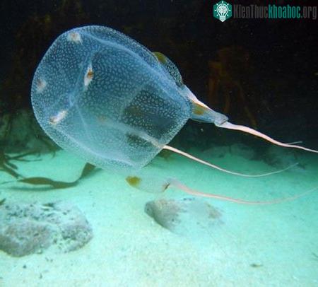 Loài sứa hộp&nbsp;Chironex yamaguchii&nbsp;từng gây chết người ở Nhật Bản và Philippines. (Ảnh: discovery.com.)