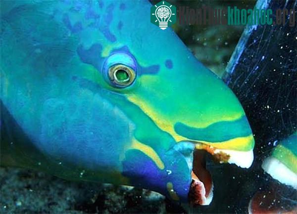 Khám phá 4 loài sinh vật biển kì lạ có hàm răng giống người
