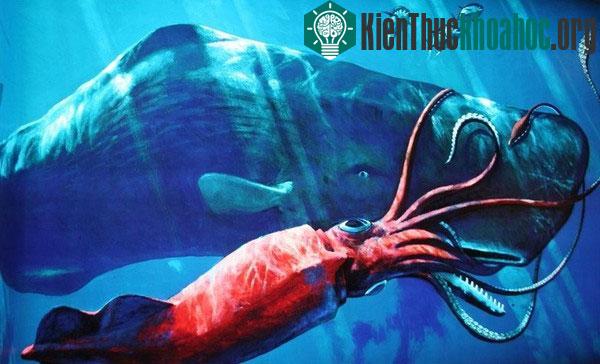 Mối thù truyền kiếp của đại dương: Mực khổng lồ và cá nhà táng