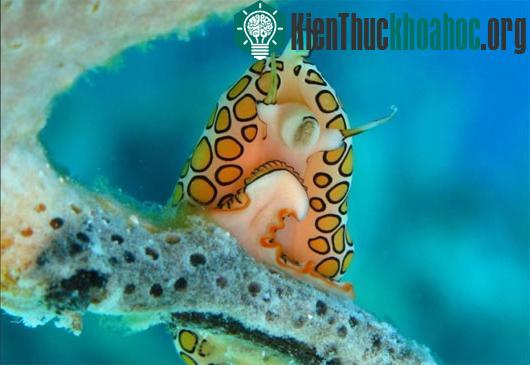 7 sinh vật kỳ quái nhất đại dương