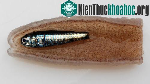 Giải mã những quái vật biển "ngoài hành tinh"