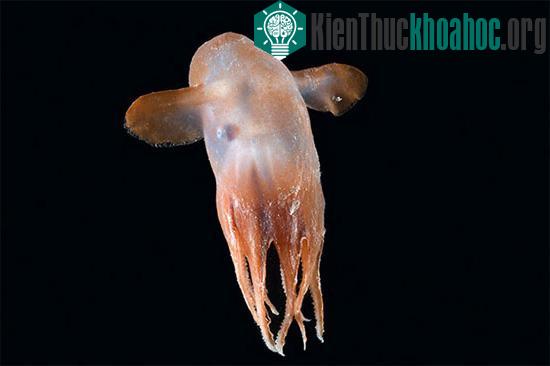 7 sinh vật kỳ dị dưới biển sâu