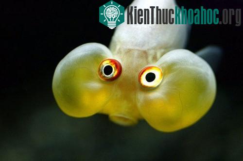 Những thủy quái kỳ dị dưới lòng biển sâu