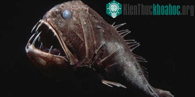 Cá răng nanh (Fangtooth)