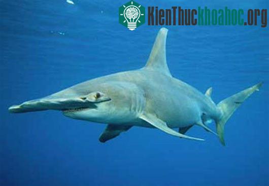 Cá mập đầu búa