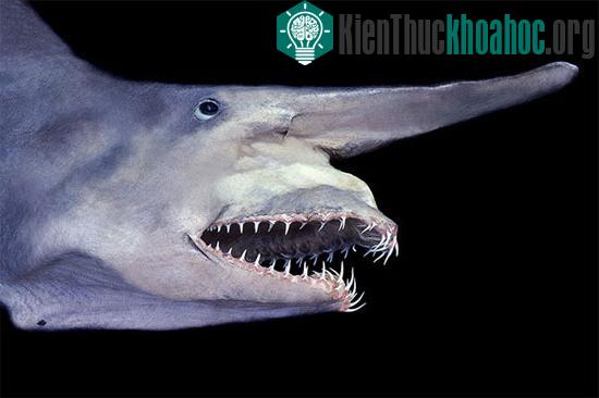 7 sinh vật kỳ dị dưới biển sâu
