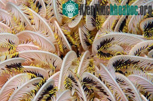 Những sinh vật kỳ lạ dưới đáy biển Indonesia ảnh 6