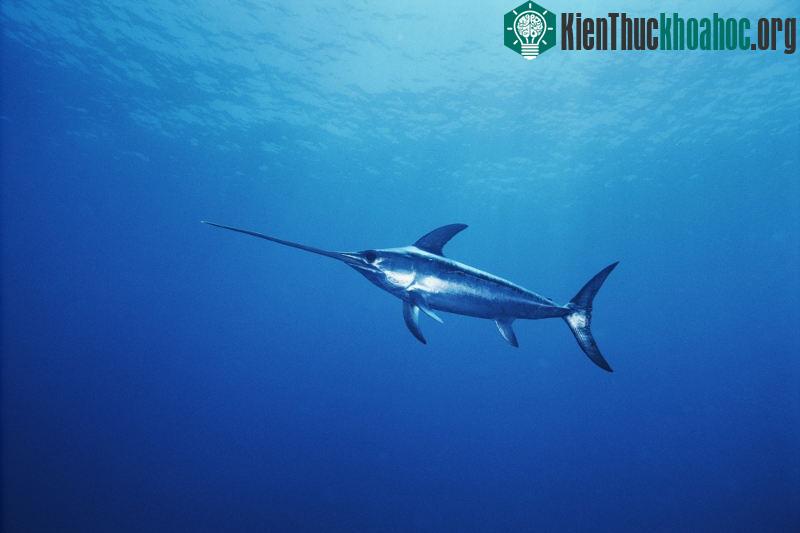 Cá kiếm (Swordfish) 64 km/h
