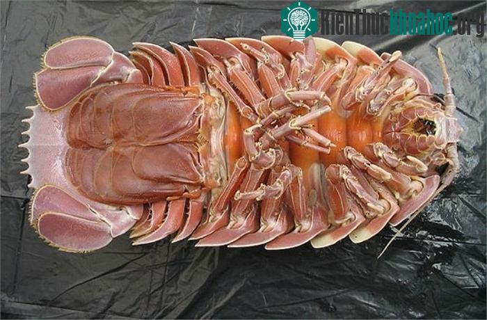 Bọ chân đều khổng lồ (Giant Isopods)
