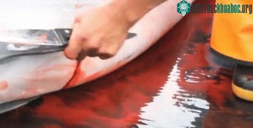 Cảnh giết cá heo một cách dã man.