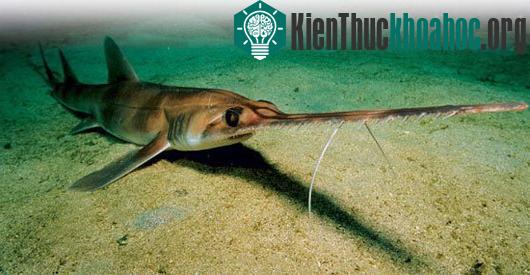 Cá mập kiếm mũi dài