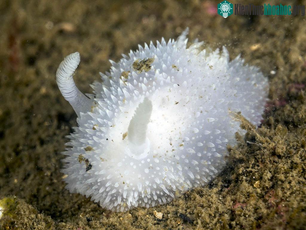 Loài sên được gọi với tên Thỏ biển (Acanthodoris Pilosa) vì ngoại hình khá giống một chú thỏ bông trắng muốt.