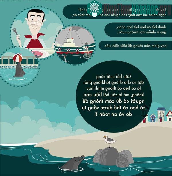 Đánh bắt cá heo là bất hợp pháp và gây ô nhiễm cho môi trường nước.