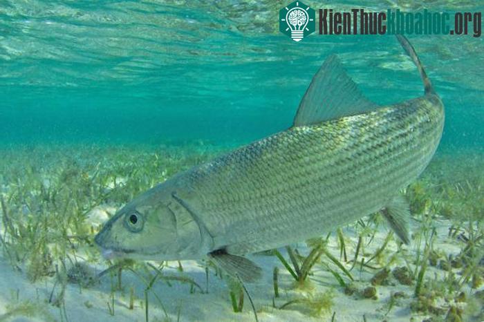 Cá mòi đường (Bonefish) 64 km/h