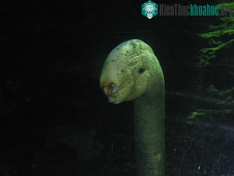 Lươn biển Moray