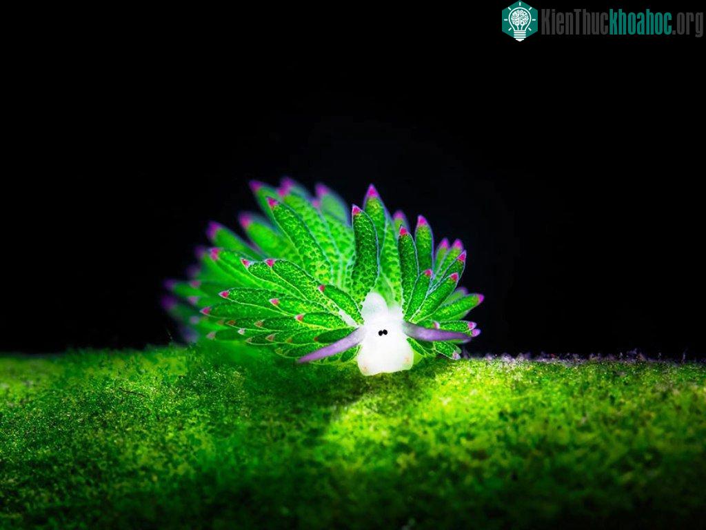 Loài sên biển có tên gọi "Cừu biển" (Costasiella Kuroshimae) có ngoại hình giống như loài cừu.