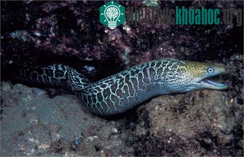 Lươn Moray