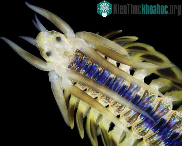 Con giun nhiều tơ với thân mình chia làm nhiều khúc phát ra ánh sáng xanh kỳ lạ