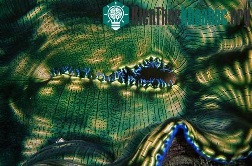 Những sinh vật kỳ lạ dưới đáy biển Indonesia ảnh 8