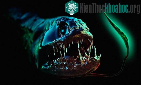 Cá rồng (Dragonfish)