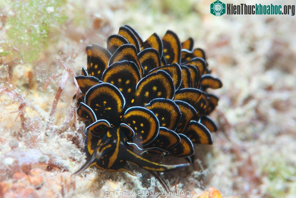 Sên biển Cyerce Nigricans có hình dáng như một quả thông khô.