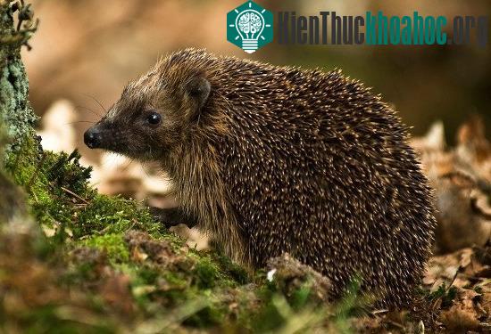 Nhím Hedgehog