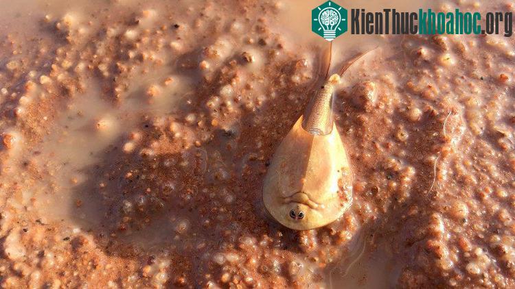 Tôm lá chắn không thay đổi từ thời tiền sử. (Ảnh: Cơ quan Công viên và Động vật hoang dã vùng Lãnh thổ phía Bắc).