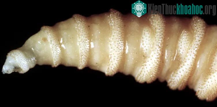 Loại ấu trùng ăn thịt này có tên là Cochliomyia hominivorax.