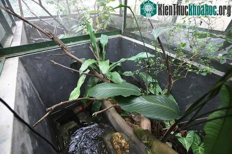Các nhà khoa học Việt Nam đang kêu gọi bảo tồn loài thằn lằn cá sấu, tên khoa học là Shinisaurus crocodilurus