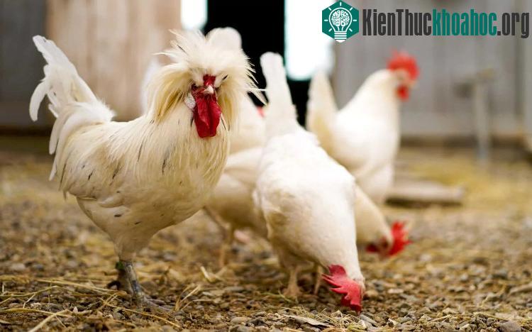 Loài gà có khả năng suy luận logic tốt hơn trẻ em. (Ảnh: Farm Sanctuary).