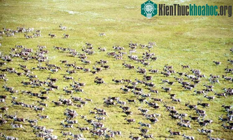 Quần thể tuần lộc lớn nhất thế giới ở Taimyr (Nga) đã suy giảm gần một nửa số lượng từ năm 2000 đến nay. (Ảnh: LiveScience).