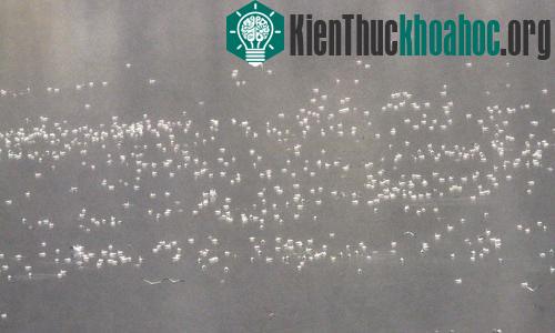 Khoảng 10.000 con ngỗng chết được phát hiện trong hồ ở Butte, Montana.