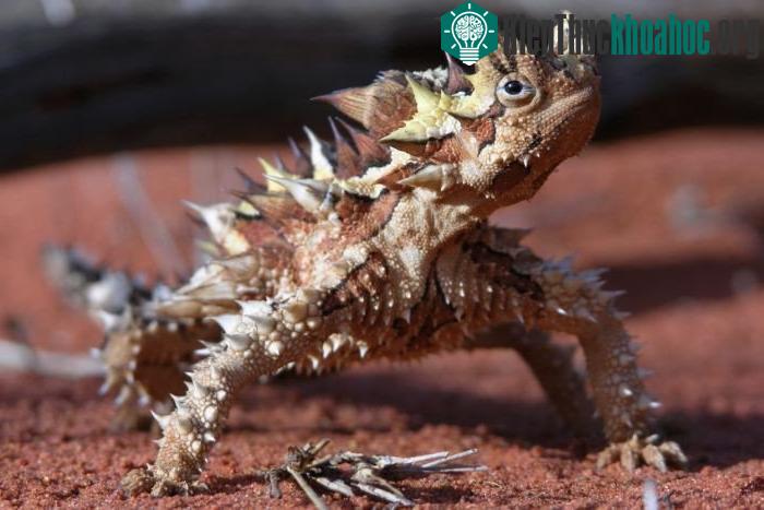 Thằn lằn quỷ gai thích nghi với điều kiện sống khô cằn trên các sa mạc ở Australia. (Ảnh: Flickr).