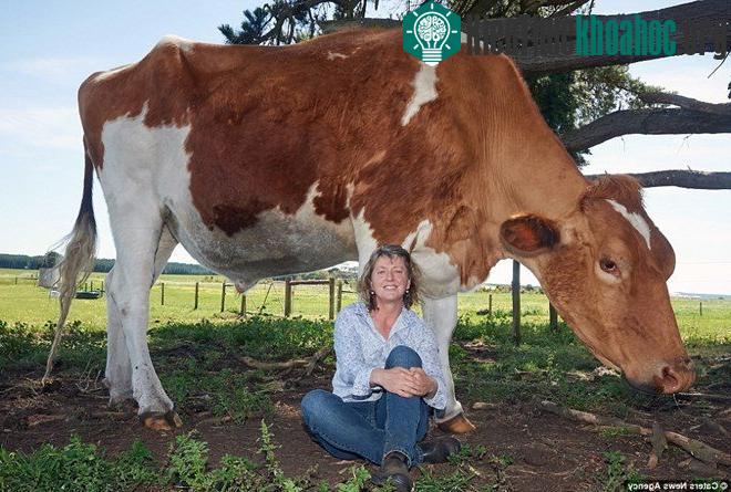 Big Moo dài 4,2m và cao tới 1m9.